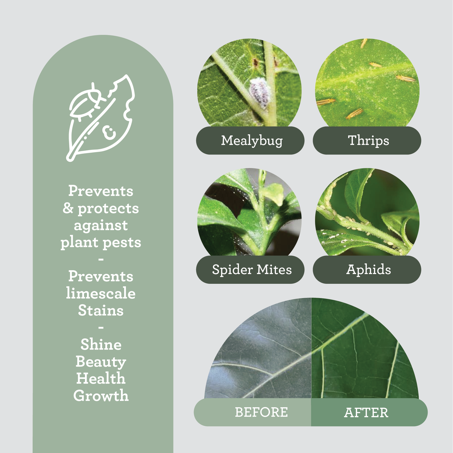 Generosa Leaf Cleaner & Leaf Shine Spray for Houseplants | Leaf care spray with olive oil soap | Natural, organic, removes dust, mould & lime stains on the leaves | 200ml glass bottle, plastic dispenser