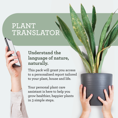 Generosa Plant Treat Gift Set Christmas Edition – Plant Nourishment | Natural Liquid Fertiliser 50ml and Glass Spray Bottle | Nutrients for Houseplants | Gift for Plant Lovers | Christmas Gift Gift Ideas, Eco-friendly Gift